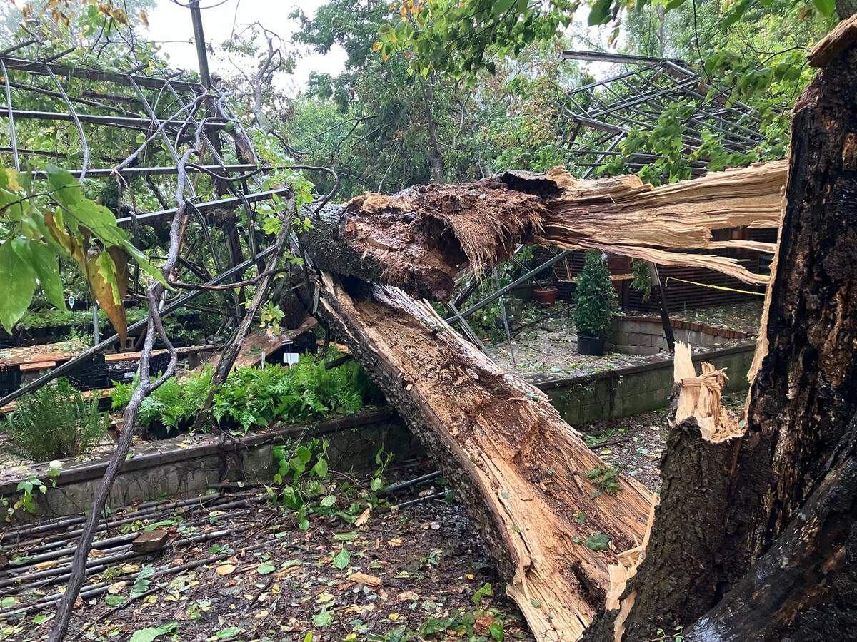 A large Hackberry tree was blown down during a rain and wind storm by Hurricane Helene Friday, Sept. 27, 2024, knocking out two vine-covered greenhouses at Michler’s Florist in Lexington, Ky.