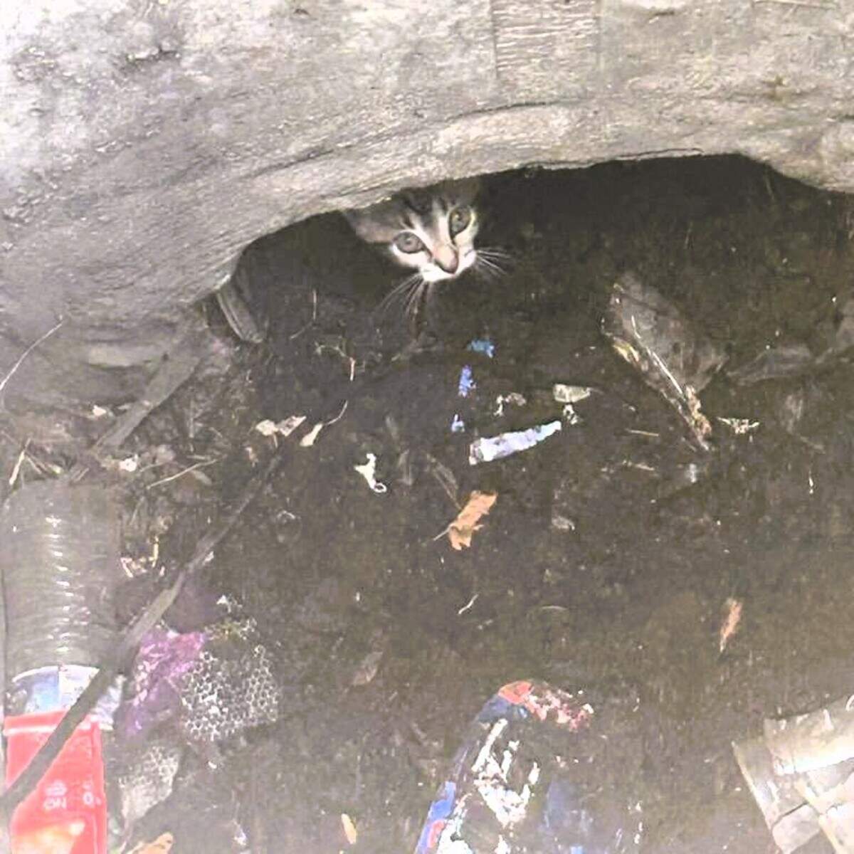 Stormy the kitten was rescued from a storm drain at the intersection of Richmond Road and Mt. Tabor Road by the Lexington Fire Department on July 16, 2024.