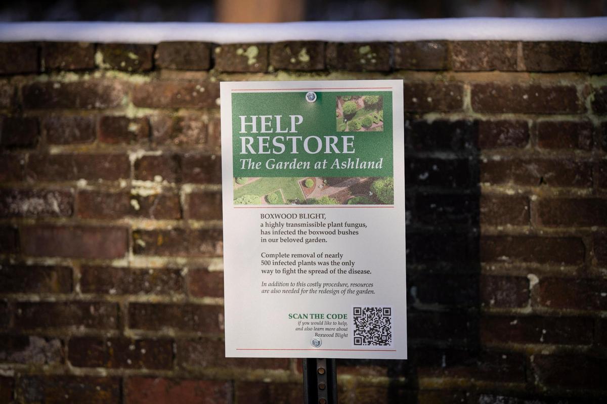 Signs with information about the closure of the Formal Garden, since October because of blight affecting the Boxwoodsin the garden at Ashland, the Henry Clay Estate in Lexington, Ky., Tuesday, January 18, 2022. Nearly 500 boxwoods have now been removed.
