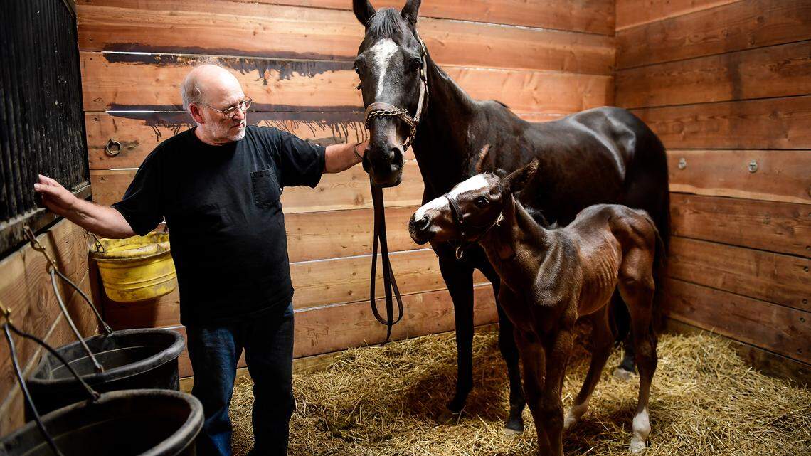 Dean Benson, who with his wife Teresa runs Wood-Mere Farm, stands beside One More Strike and her week-and-a-half old foal, sired by Triple Crown winner American Pharaoh.