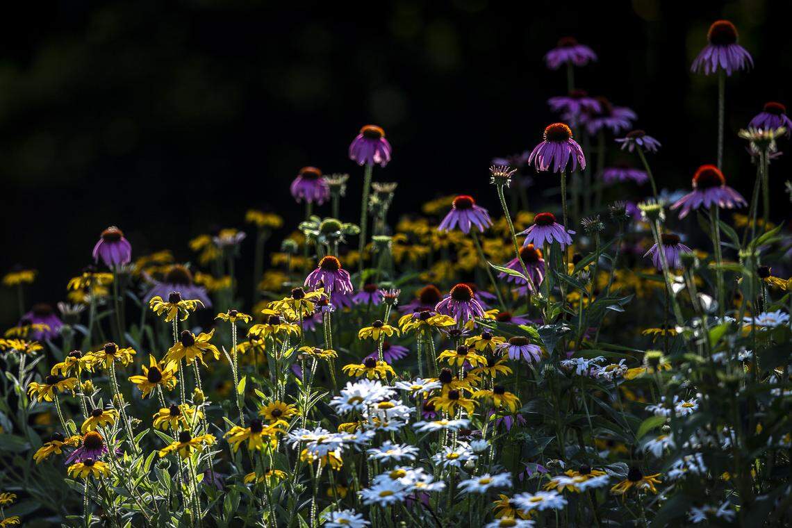 The early morning sun illuminates flowers at The Arboretum, State Botanical Garden of Kentucky in Lexington, Ky., Monday, July 1, 2019. 