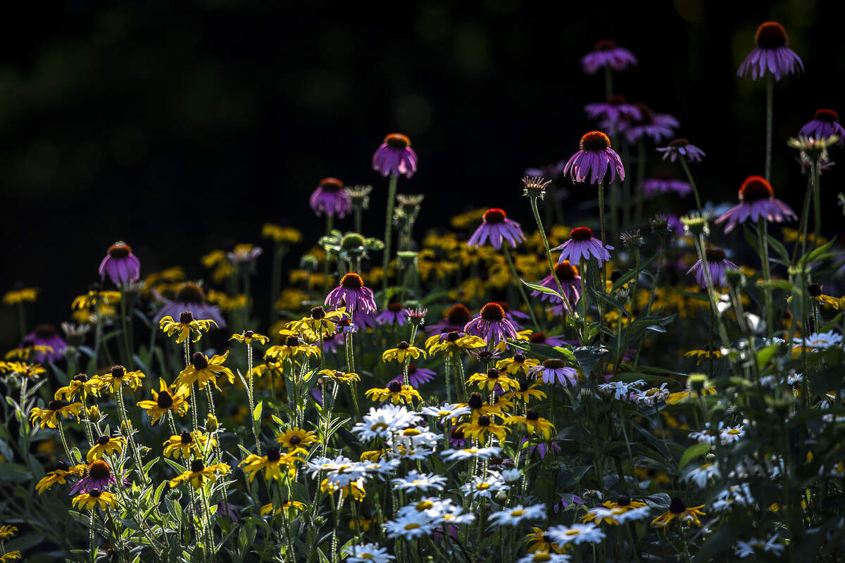 The early morning sun illuminates flowers at The Arboretum, State Botanical Garden of Kentucky in Lexington, Ky., Monday, July 1, 2019. 