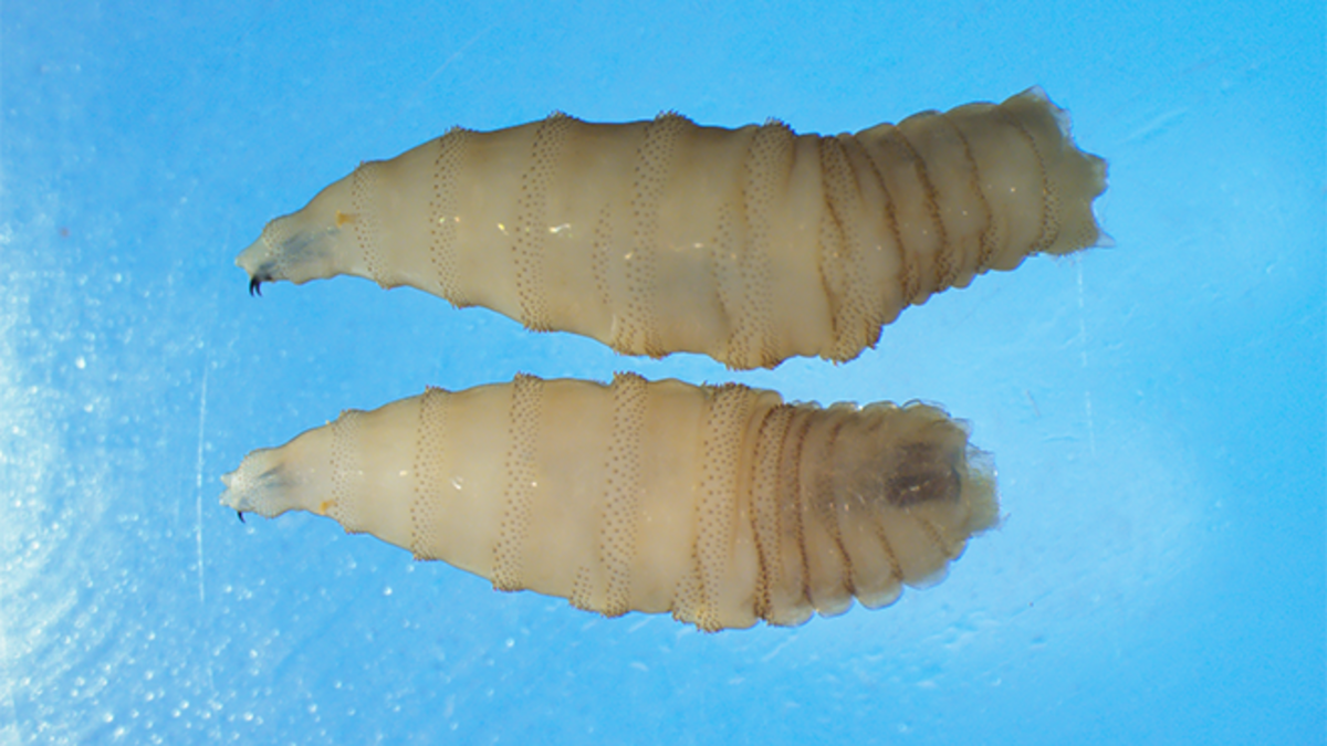 New World screwworm larvae burrow into and feeding on the healthy tissue of their host. Their feeding behavior is how they earned their name.