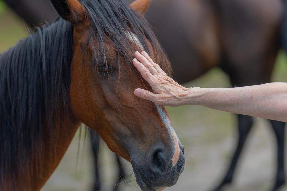 Marsha Thompson pats Jasmine, a mare with a foal in a band at Elk View.