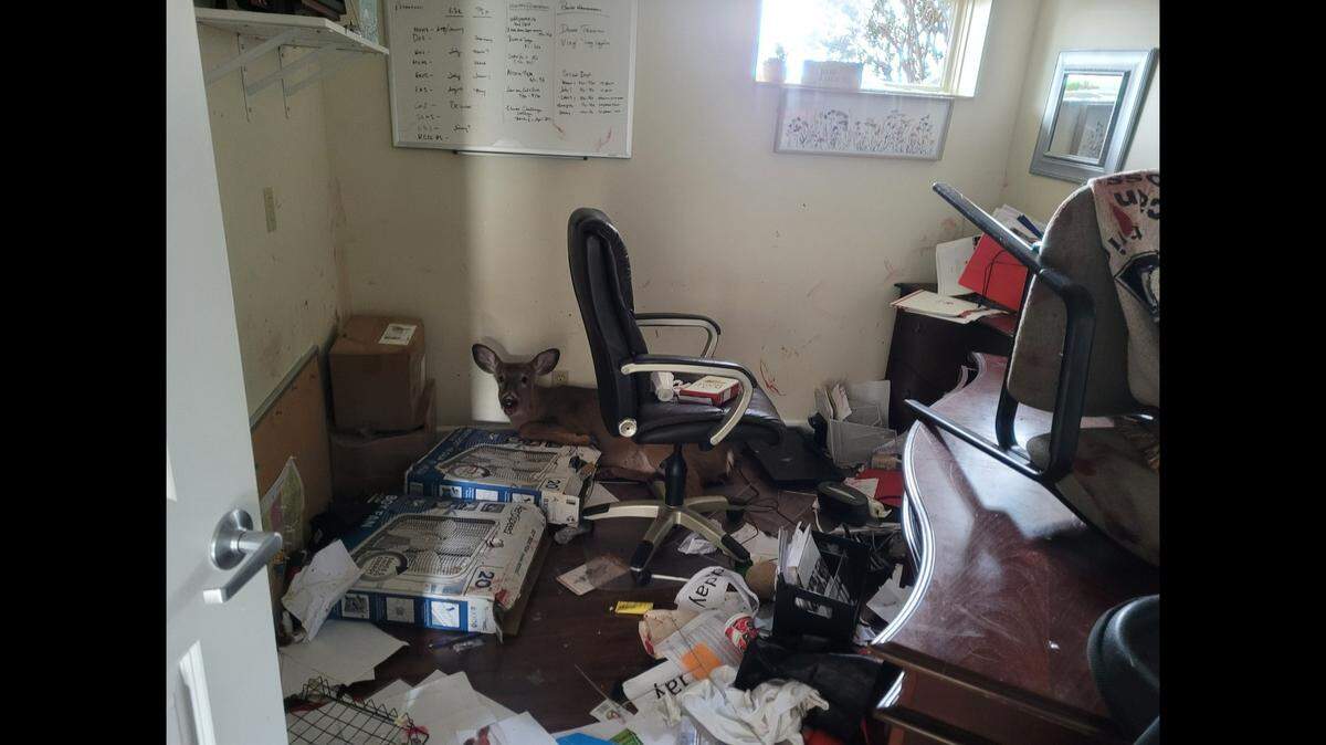 A deer barged into an office in Ohio and trashed it during an overnight stay. Wildlife officers piled up desk furniture to successfully create an exit path.