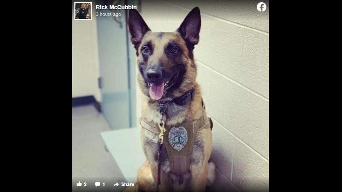 Dash, a patrol K-9 with the Shepherdsville Police Department for five years, was shot and killed while trying to apprehend a suspect Wednesday night.