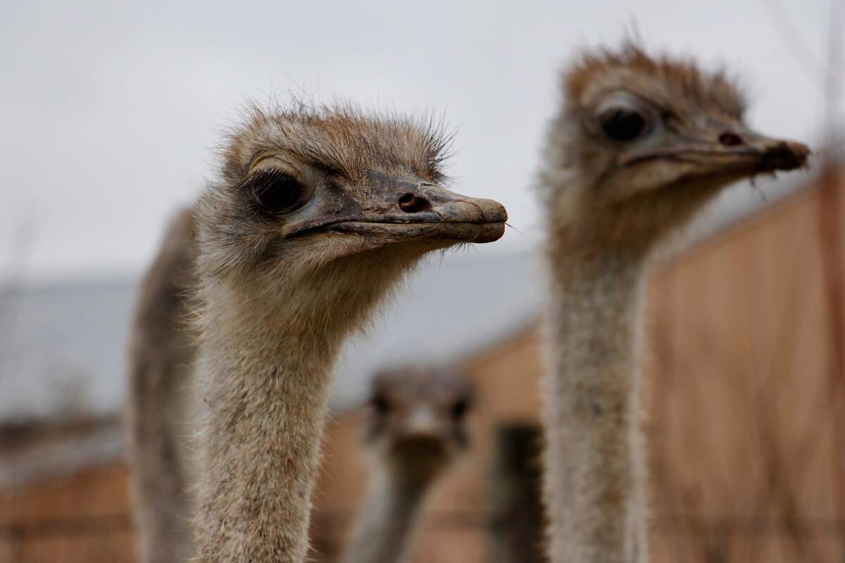 Ostriches are unique birds, because their meat looks, tastes and feels like red meat, but it’s poultry and doesn’t contain allergy-inducing proteins.