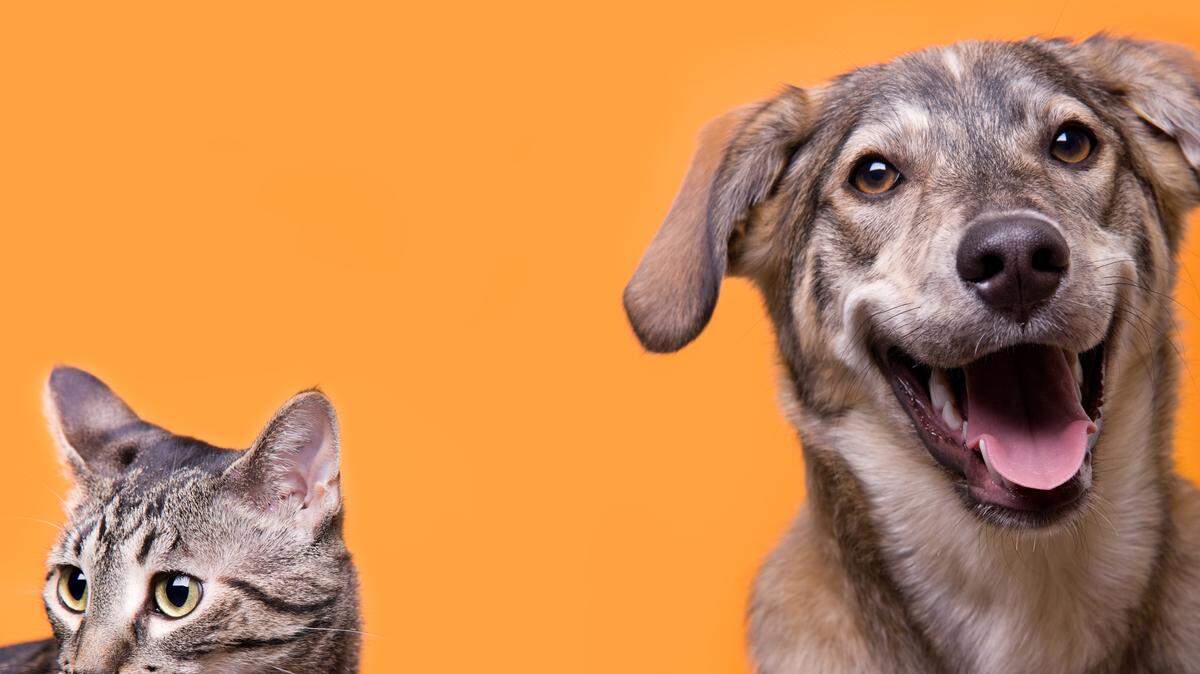 A stock image of a cat and dog with an orange background.