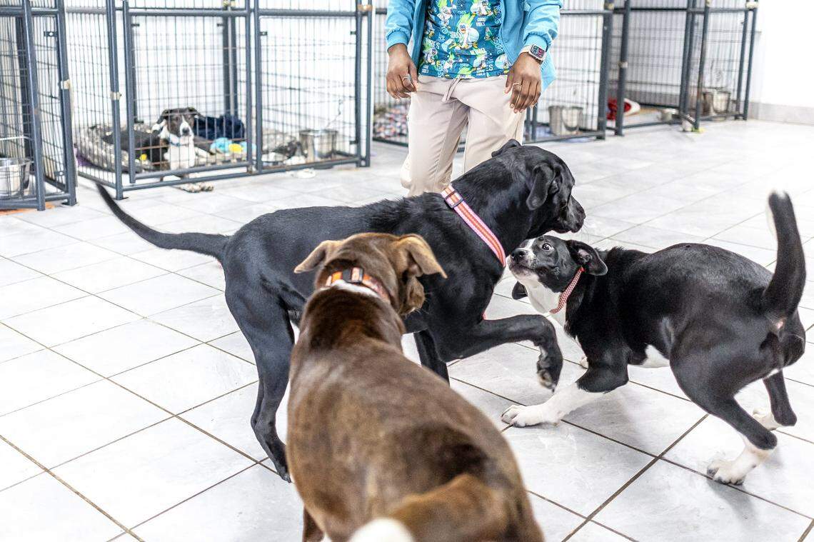 Debby, clockwise from center bottom, Chloe and Fiona, recently brought from Estill County to Paws 4 the Cause in Lexington, Ky., play on Thursday, Sept. 11, 2025.