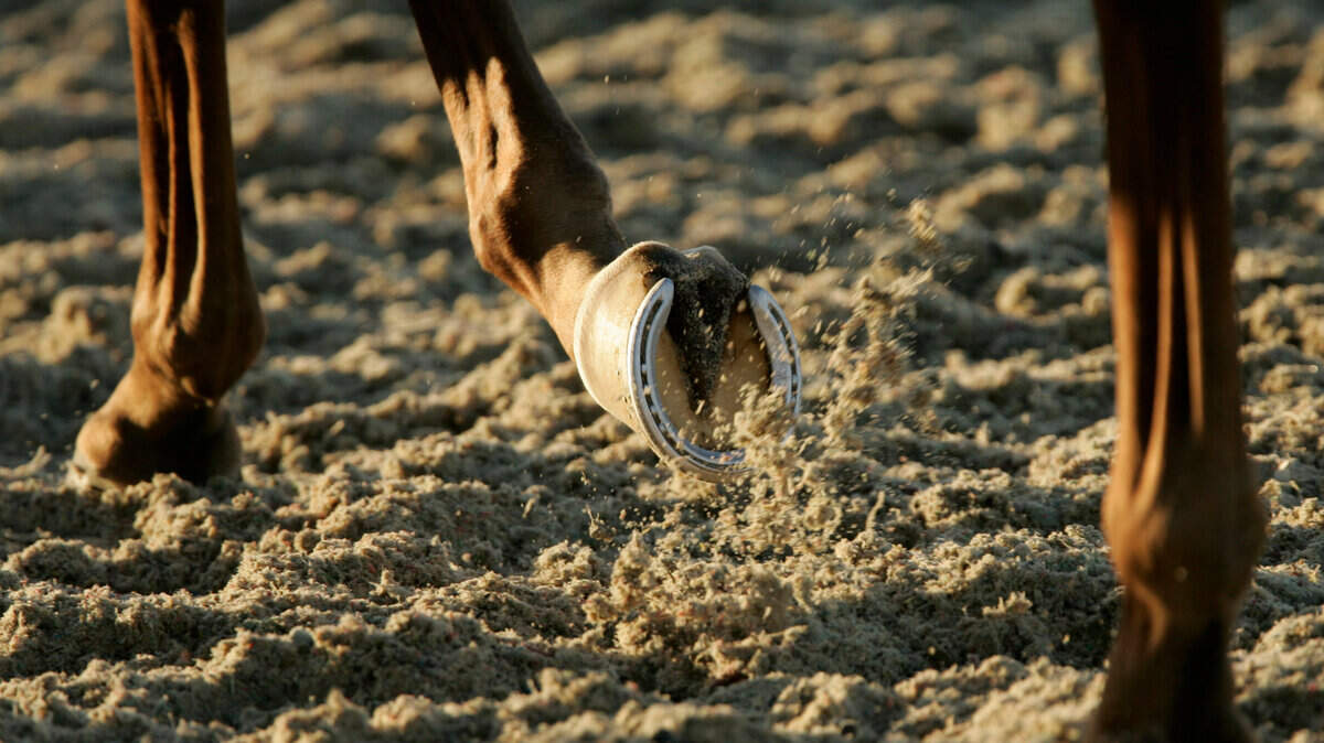 Horses train on the new Polytrack surface at Keeneland Race Course in Lexington, Ky., on Oct. 2, 2006. David Stephenson/Staff