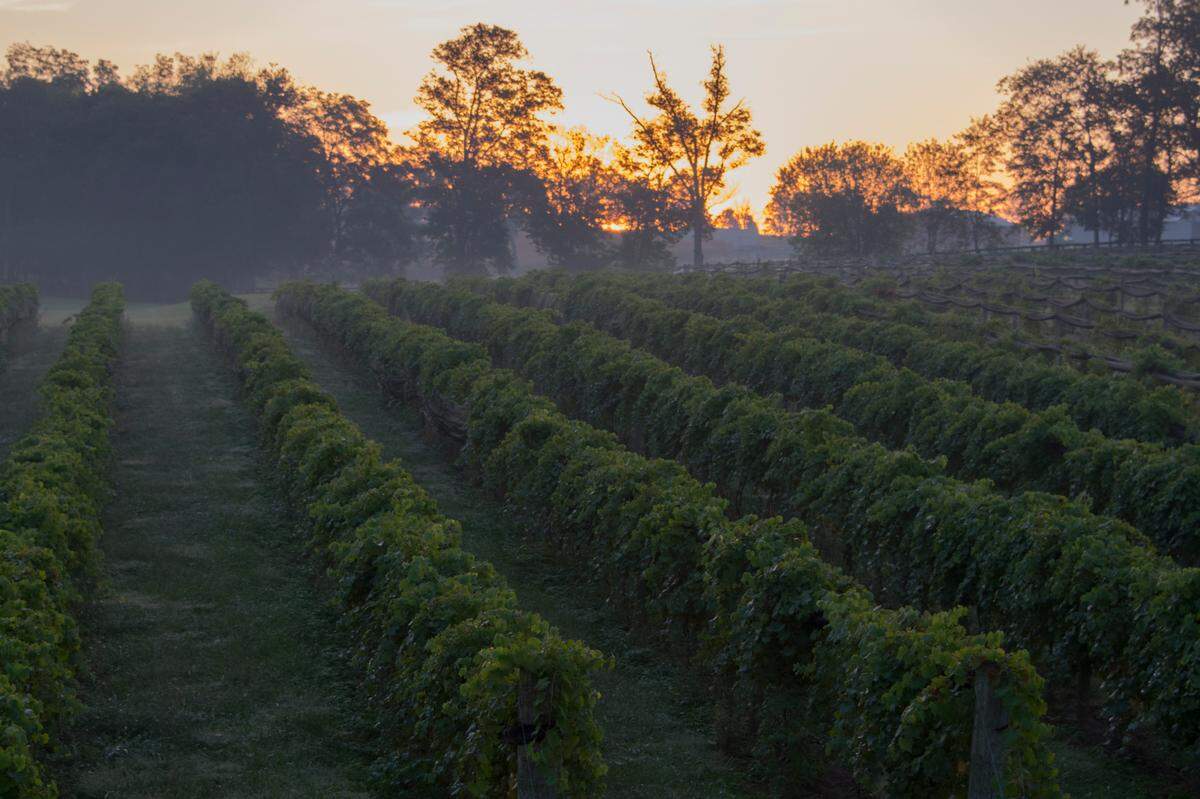 Kentucky’s wine industry is growing and getting better, according to the Kentucky Department of Agriculture, which lists 72 wineries, including Prodigy Vineyards & Winery in Frankfort.