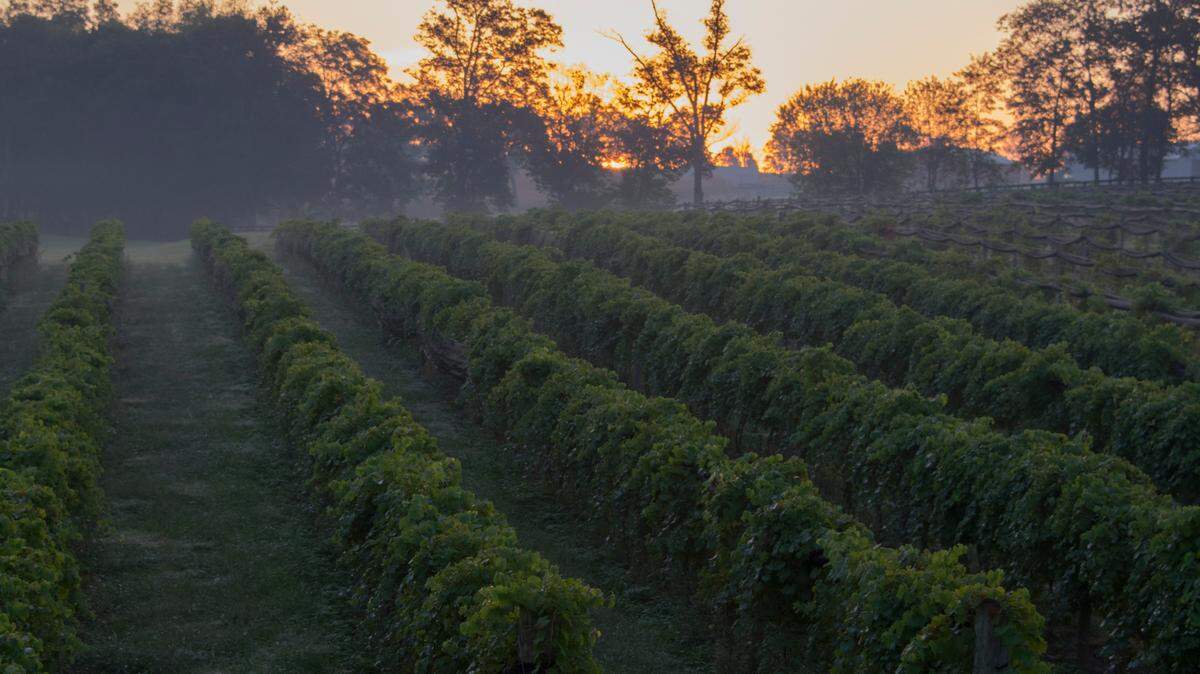 Kentucky’s wine industry is part of its thriving agriculture sector.
