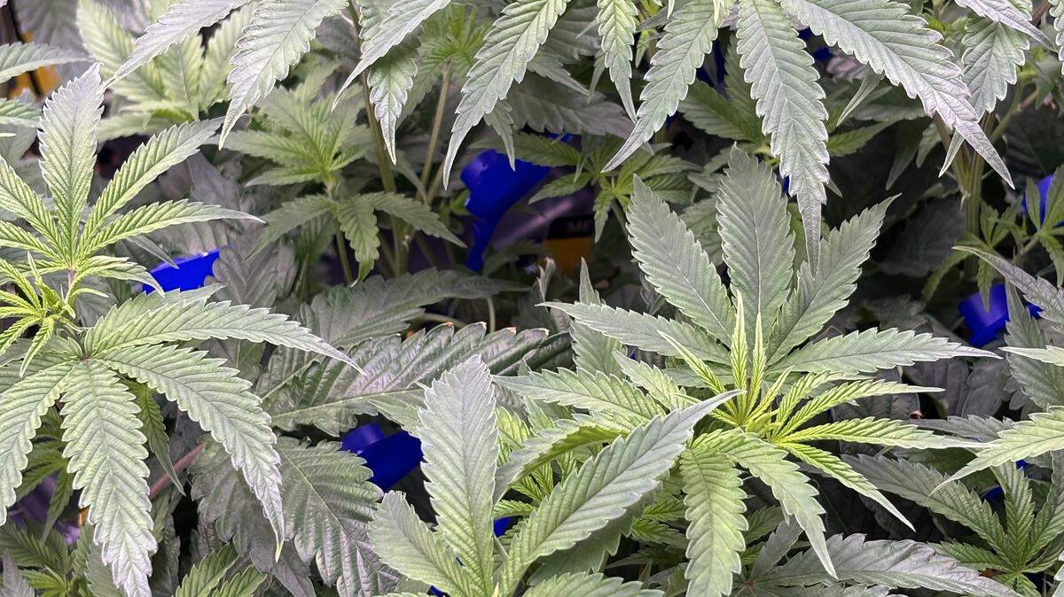 Young marijuana clones mature under a grow light at VS Kentucky Ops in Jessamine County.