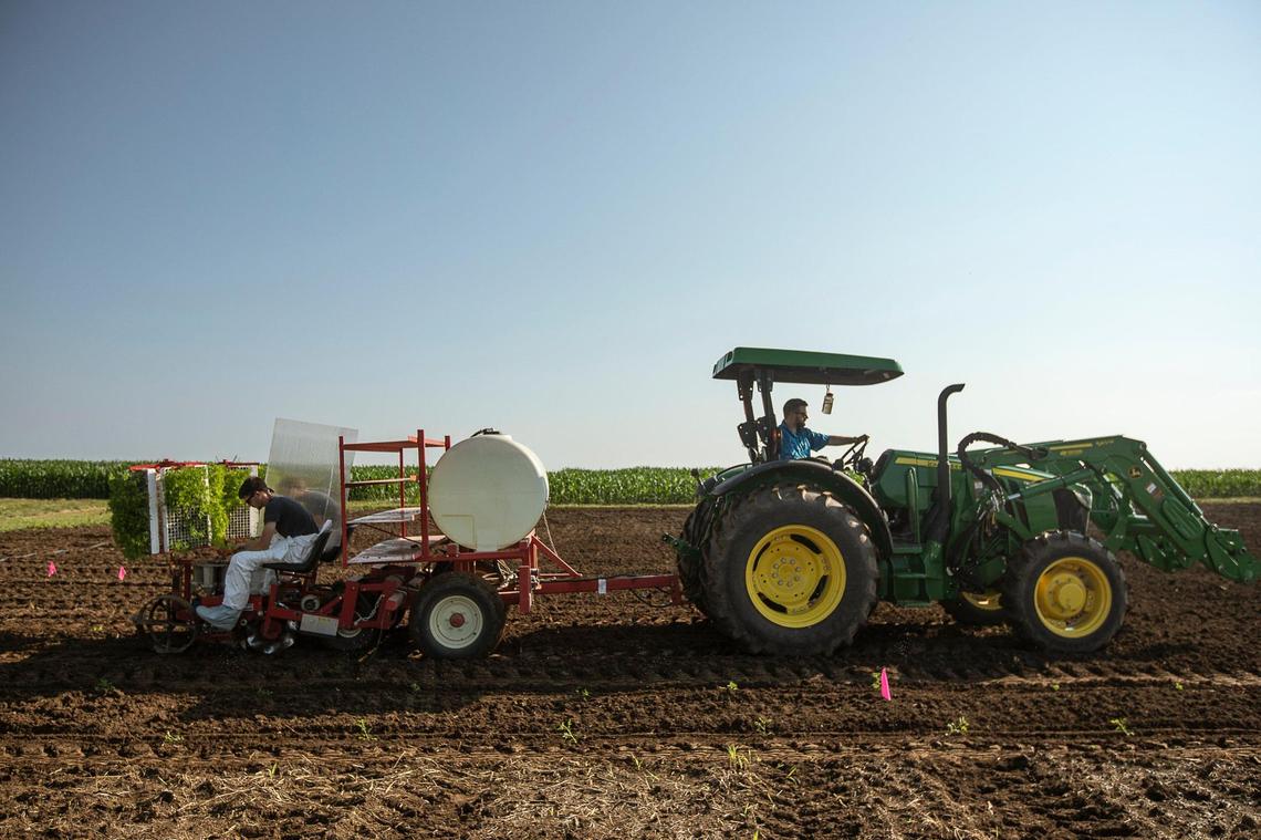 Artemisia annua seedlings are planted at University of Kentucky’s Spindletop Farm in Lexington, Ky., on Wednesday, July 8, 2020. The University of Kentucky is conducting a clinical trial of Artemisia annua, also known as sweet wormwood, for experimental COVID-19 therapies.