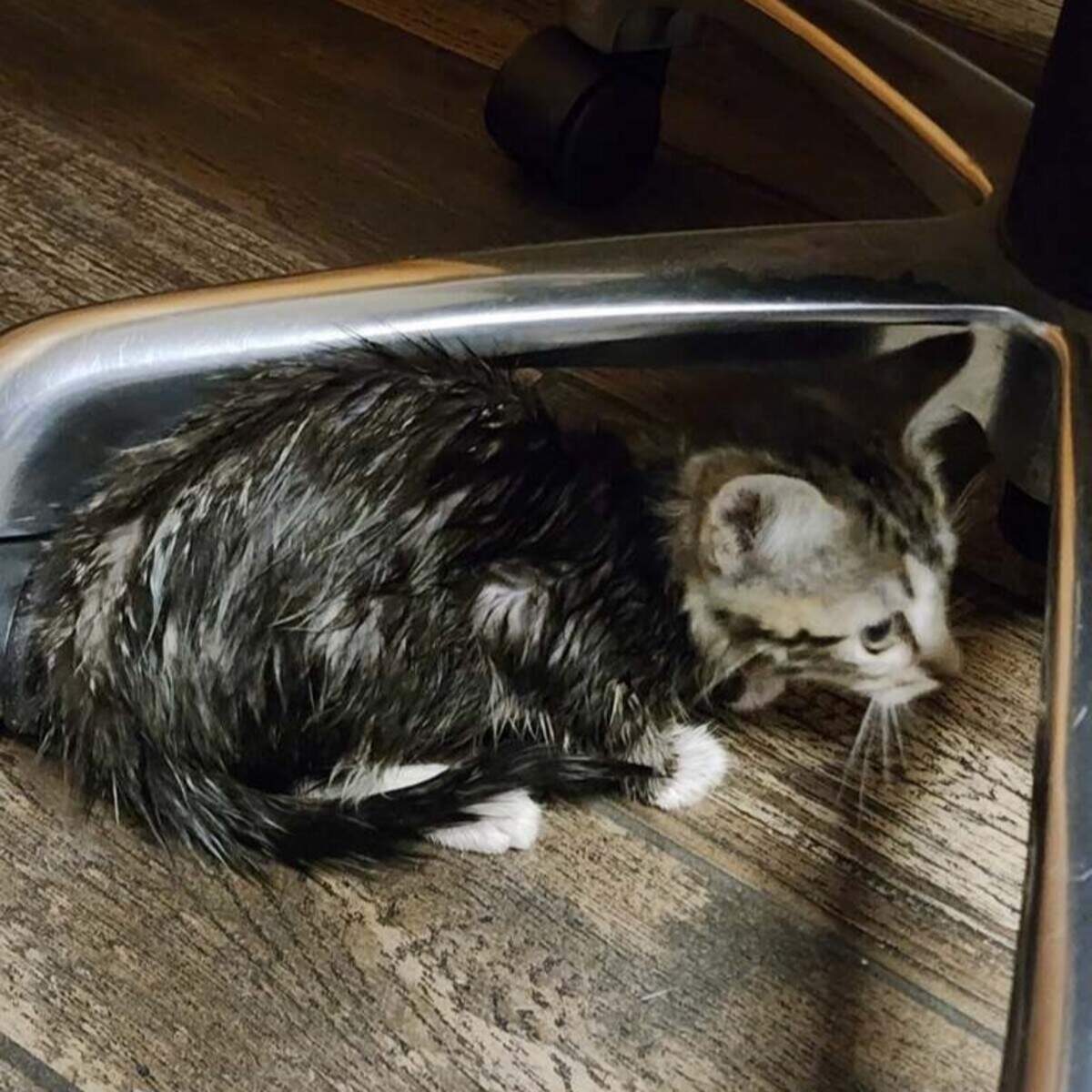 The Lexington Fire Department rescued a kitten trapped in a storm drain at the intersection of Richmond Road and Mt. Tabor Road on July 16, 2024.