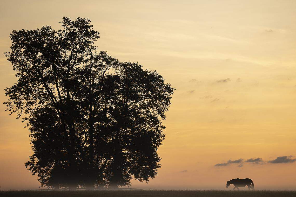 A horse walks through a field at Three Chimneys Farm in Woodford County, Ky., Friday, Aug. 16, 2019.