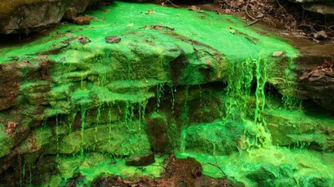 Mammoth Cave National Park officials explained Wednesday why they dyed their stream green.