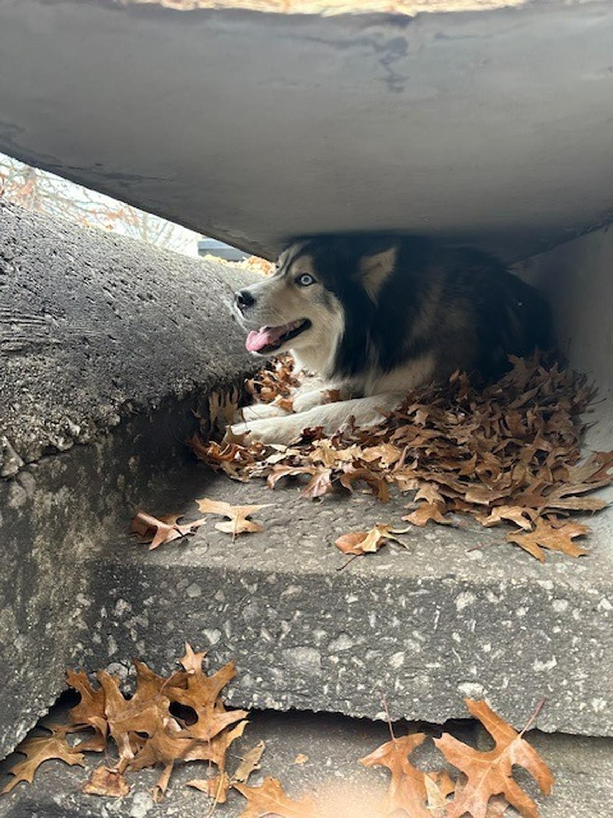 A husky named Sebastian was rescued by Lexington-Fayette Animal Care & Control Nov. 26, 2023, after he was trapped in a sewer drain.