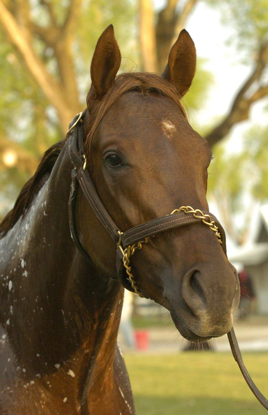 Kentucky Derby hopeful Smarty Jones got a bath after a morning gallop on April 4, 2004.