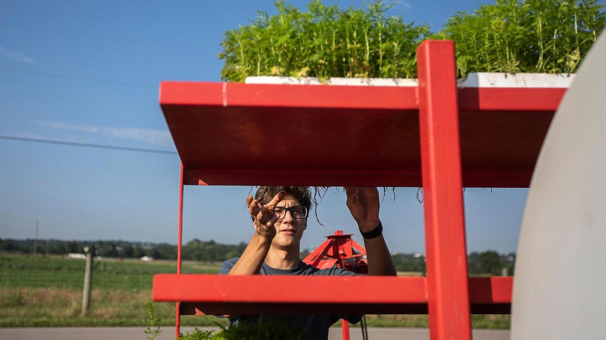 Christopher Bankes, a student researcher, prepares to help plant Artemisia annua seedlings at University of Kentucky’s Spindletop Farm in Lexington. The University of Kentucky is conducting a clinical trial of Artemisia annua, also known as sweet wormwood, for ovarian cancer.