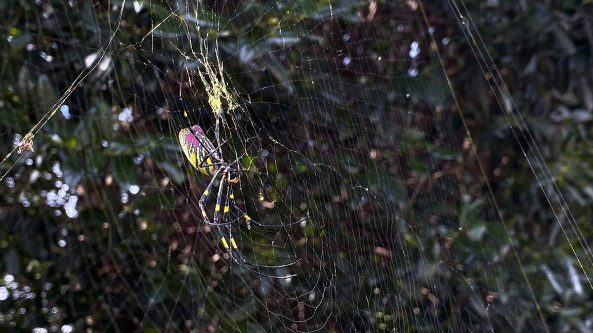 The Joro spider, a large spider native to East Asia, is seen in Johns Creek, Ga., Sunday, Oct. 24, 2021. Alex Sanz