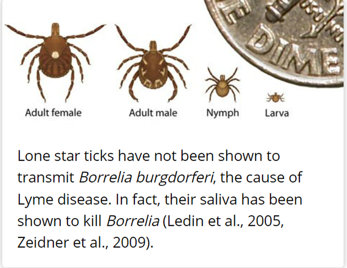 Image of a Lone Star tick at each stage of its development, sourced from the Centers for Disease Control and Prevention.