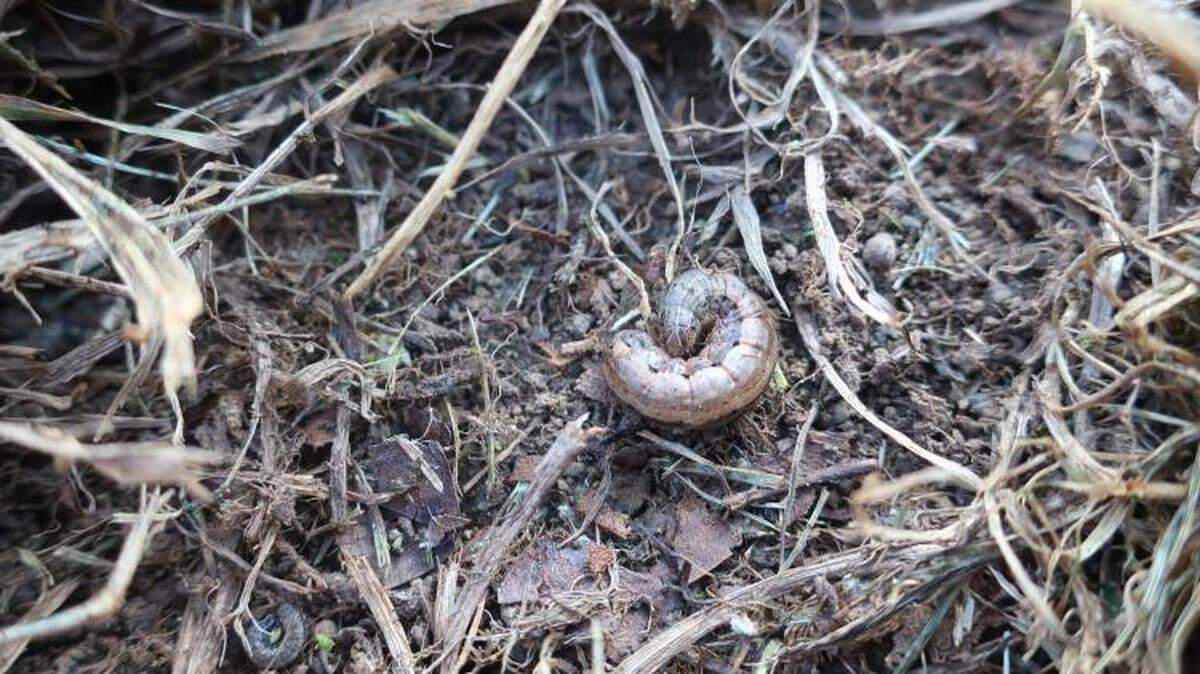 Fall armyworms are causing damage to lawns and pastures in Central Kentucky this year.