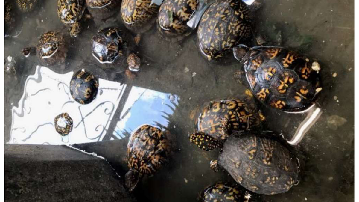 A federal wildlife officer took photos of turtles that a Kentucky man was allegedly selling illegally. This photo was included in the court file.