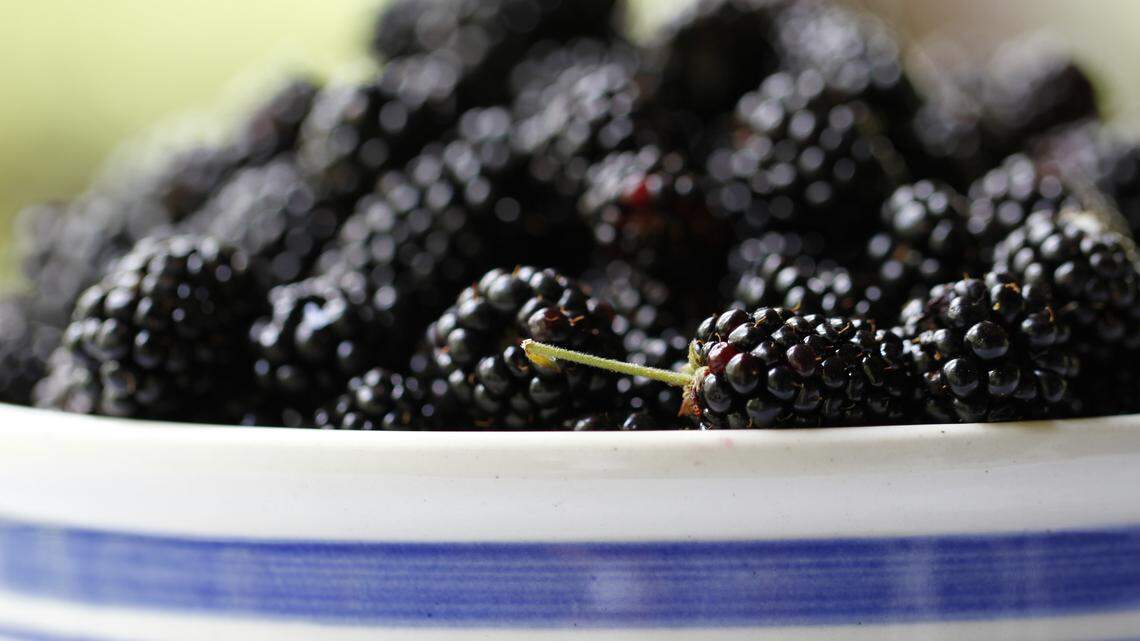 These freshly picked wild blackberries can hold their own against cultivated berries, but it's getting harder to find wild ones.  