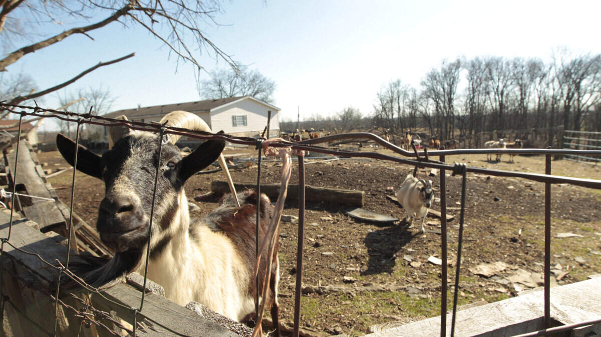 At the Birchwood Conservancy in Scott County, doing business in Kentucky as the World Heritage Animal Genetic Repository Institute, a goat peered toward Jeremy Webb's farm. The conservancy and Webb have been feuding over stray animals.  