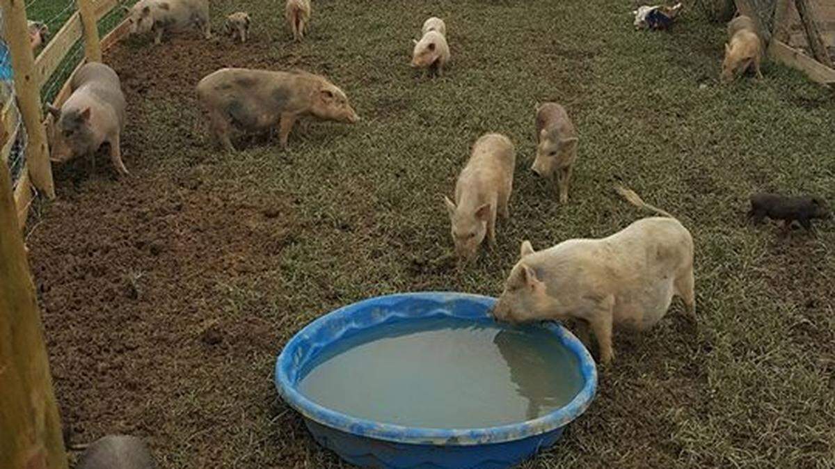 Nearly 500 pigs are at risk of euthanasia in Pendleton County.
