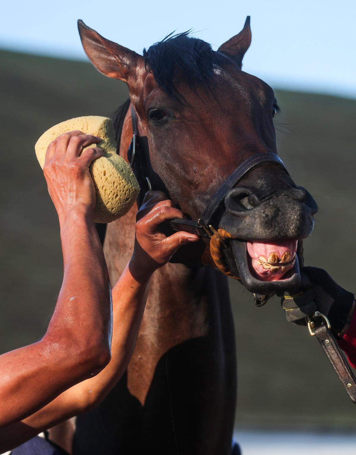 Sierra Leone, winner of this year’s Blue Grass Stakes at Keeneland, is the 3-1 second choice on the morning line for the Kentucky Derby.