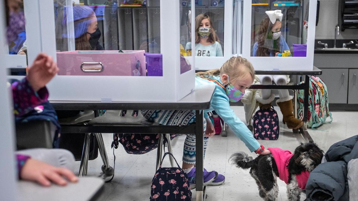 Campbell Scott, a second grade student at Veterans Park Elementary School in Lexington, Ky., pets Wags, a 1-year-old Shih Tzu who is the school’s therapy dog, on Monday, Feb. 22, 2021. Monday was the first day of in-person classes this school year for kindergarten to second grade students at Fayette County Public Schools.
