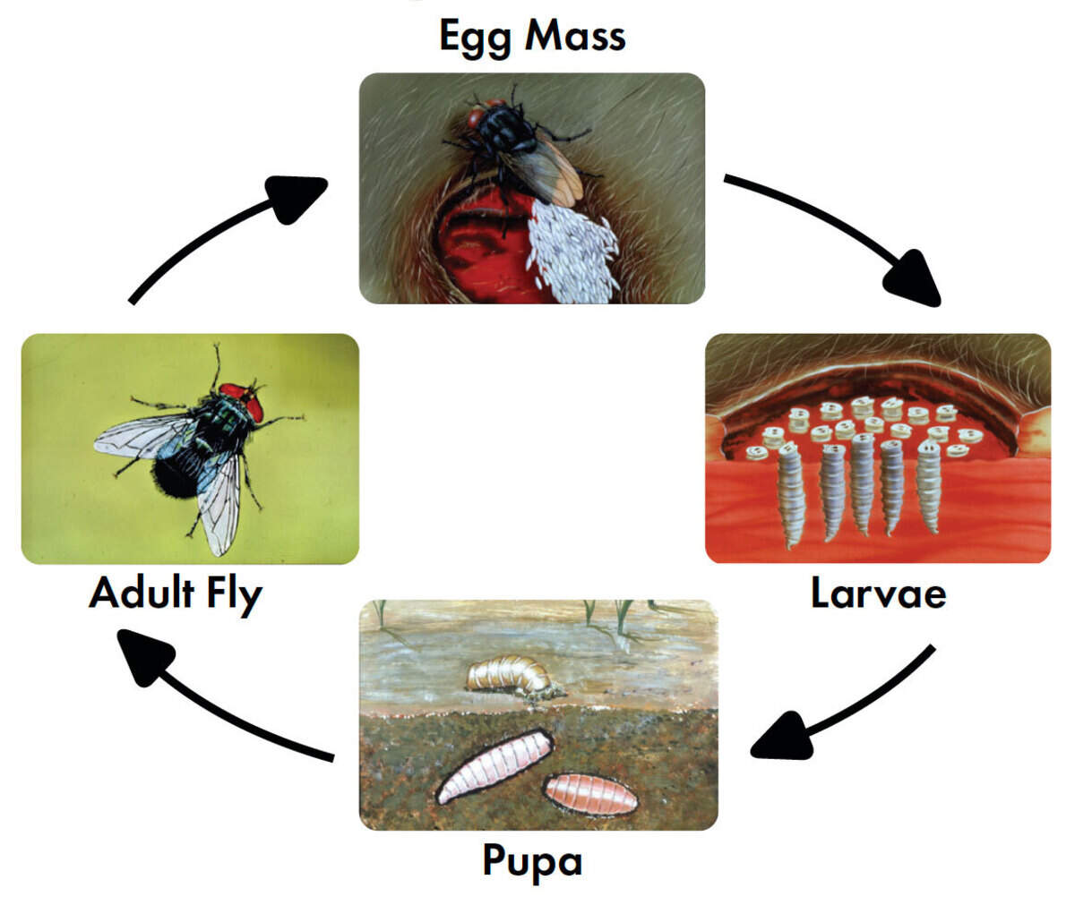 Adult female New World screwworm flies lay eggs in open wounds of warm-blooded animals.