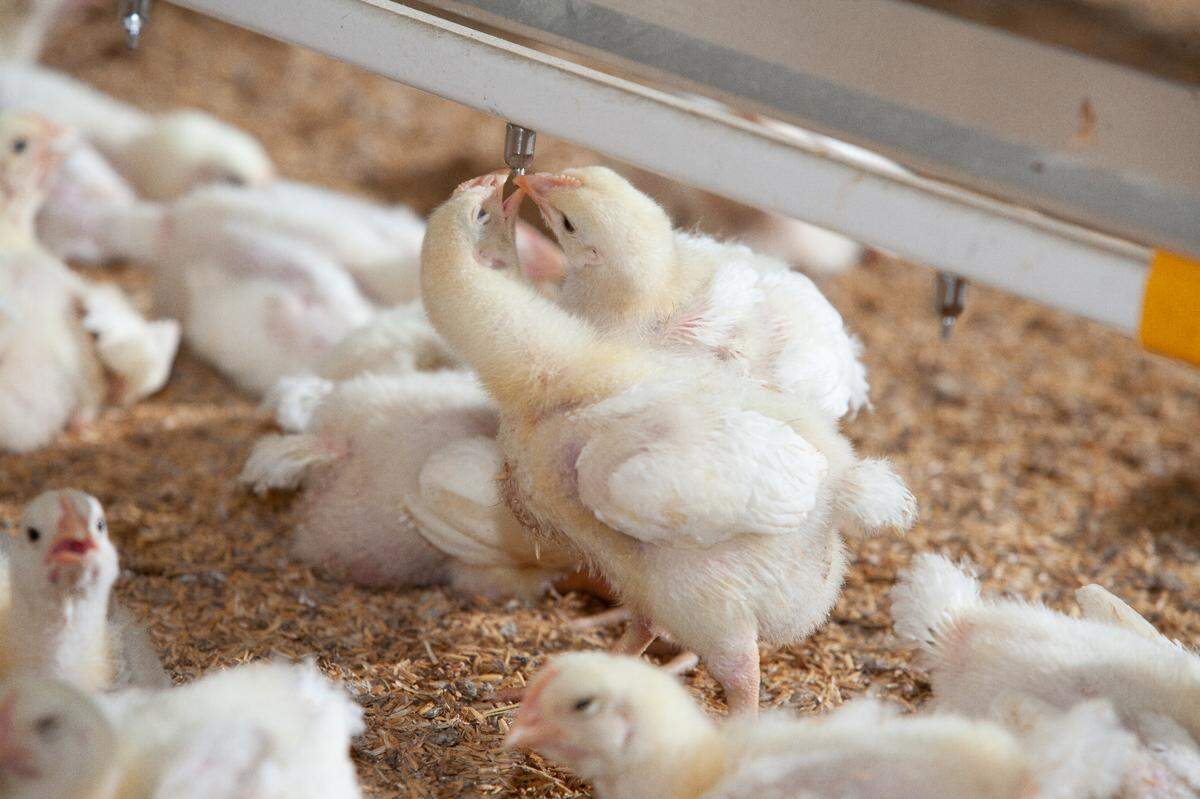 Poultry, including broiler chickens, was the top Kentucky cash crop in 2022.