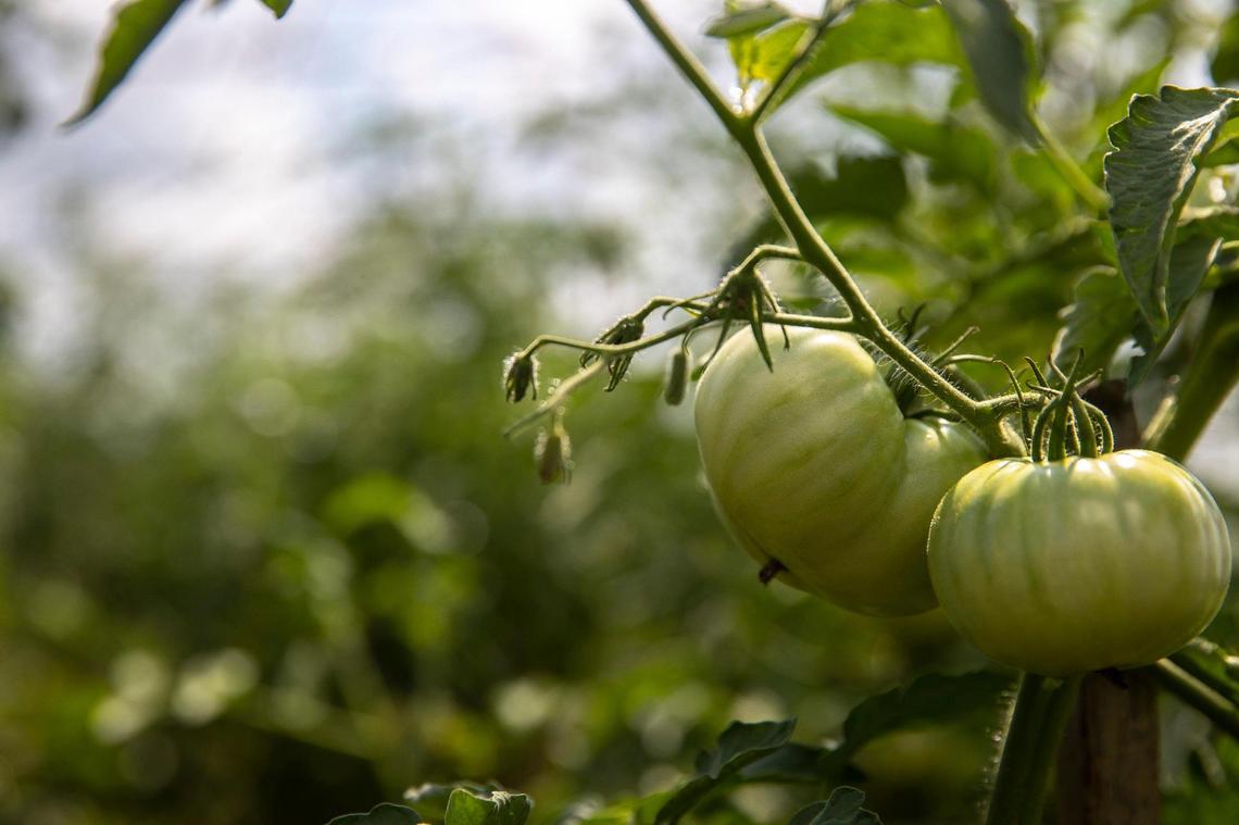 The Monroes grow tomatoes in high tunnels to extend the growing season. They worry that whiskey fungus will blacken the plastic if Angel’s Envy builds bourbon warehouses nearby.