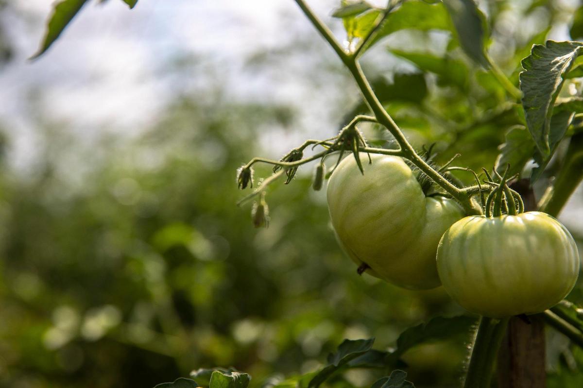 The Monroes grow tomatoes in high tunnels to extend the growing season. They worry that whiskey fungus will blacken the plastic if Angel’s Envy builds bourbon warehouses nearby.