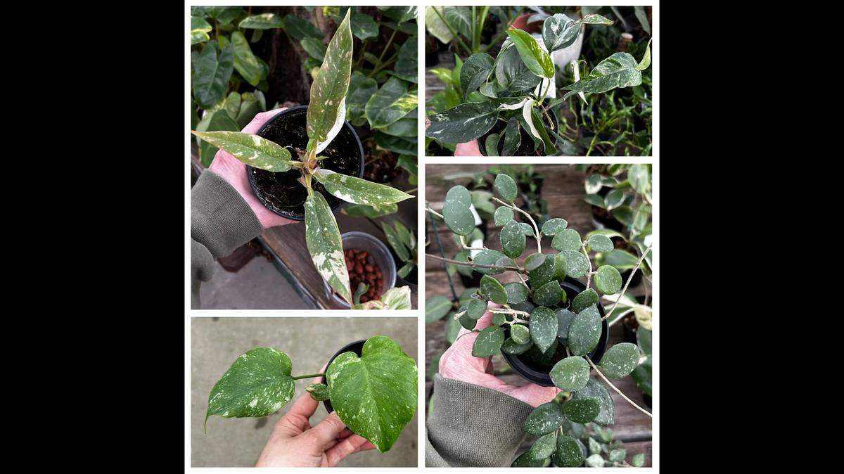 A greenhouse at Wilson Nurseries in Lexington was burglarized, resulting in thousands of dollars worth of plants being stolen, according to police and the nursery.