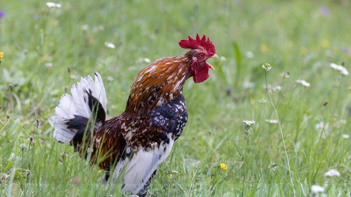 The Lexington council is considering limiting the number of roosters to one per household after receiving repeated complaints about noisy roosters.