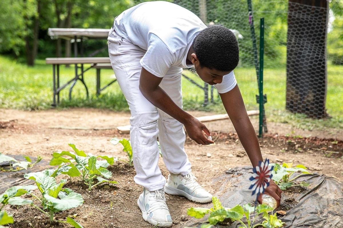 Jacory Curtis waters vegetables growing in his gardening plot June 24 at GreeneLanding in Cadentown in Lexington. Curtis is one of 70 kids participating in the challenge.