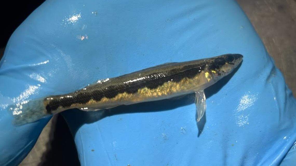The longnose darter fish was believed to be extinct in the state of Ohio, but two were found recently during a survey of bass in the Ohio River. 
