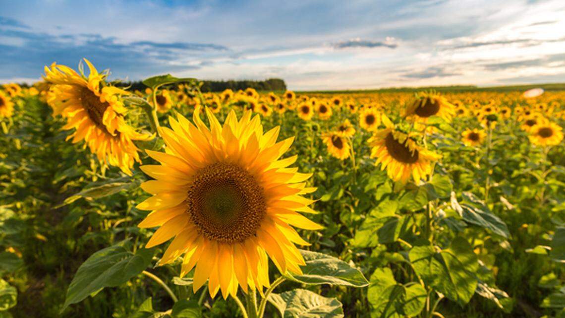 Field of blooming sunflowers on a bright, sunny day.