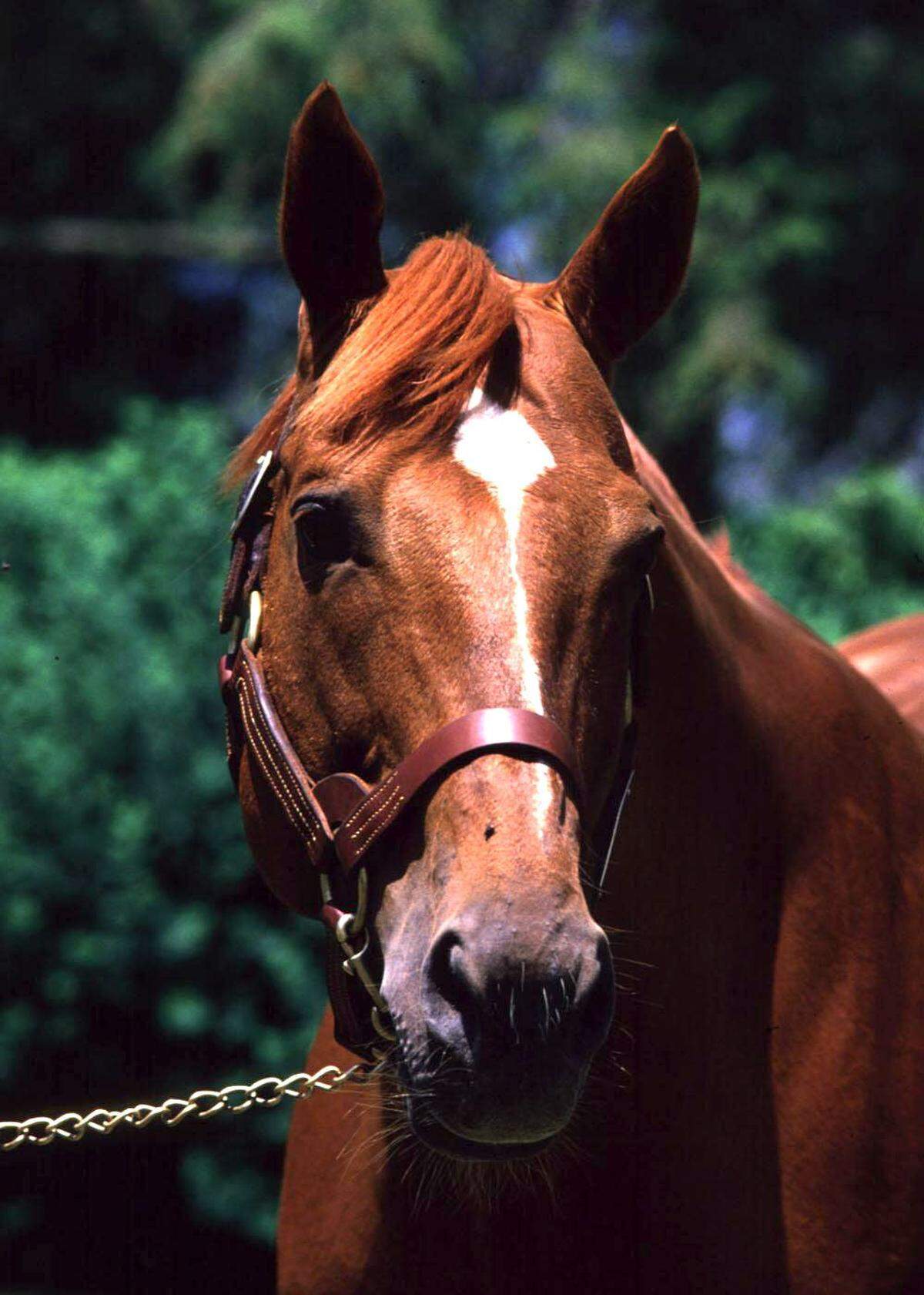 Secretariat was photographed at Claiborne Farm in Paris in 1988. “Big Red” is one of 13 Thoroughbreds to win the Triple Crown but is by far the most beloved and well known by the general public.