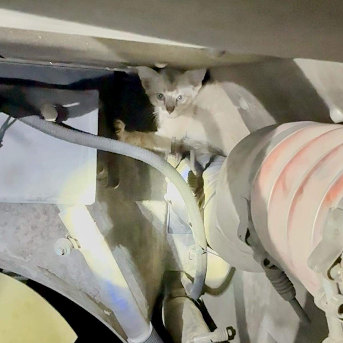 Lexington firefighters found a furry feline friend stowed away in their engine compartment. Ash, who was named by the firefighters, already has found a forever home.