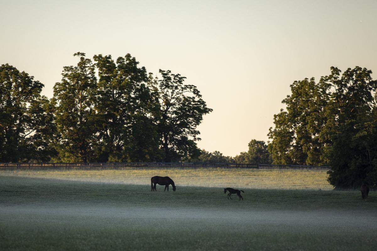 A mare grazes while a foal runs through a field along Old Frankfort Pike on Tuesday, June 11, 2019. 