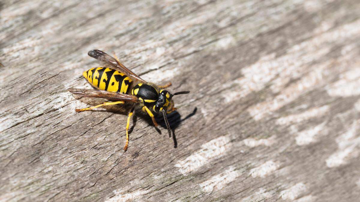 A yellowjacket wasp seen on a weathered wooden surface. 