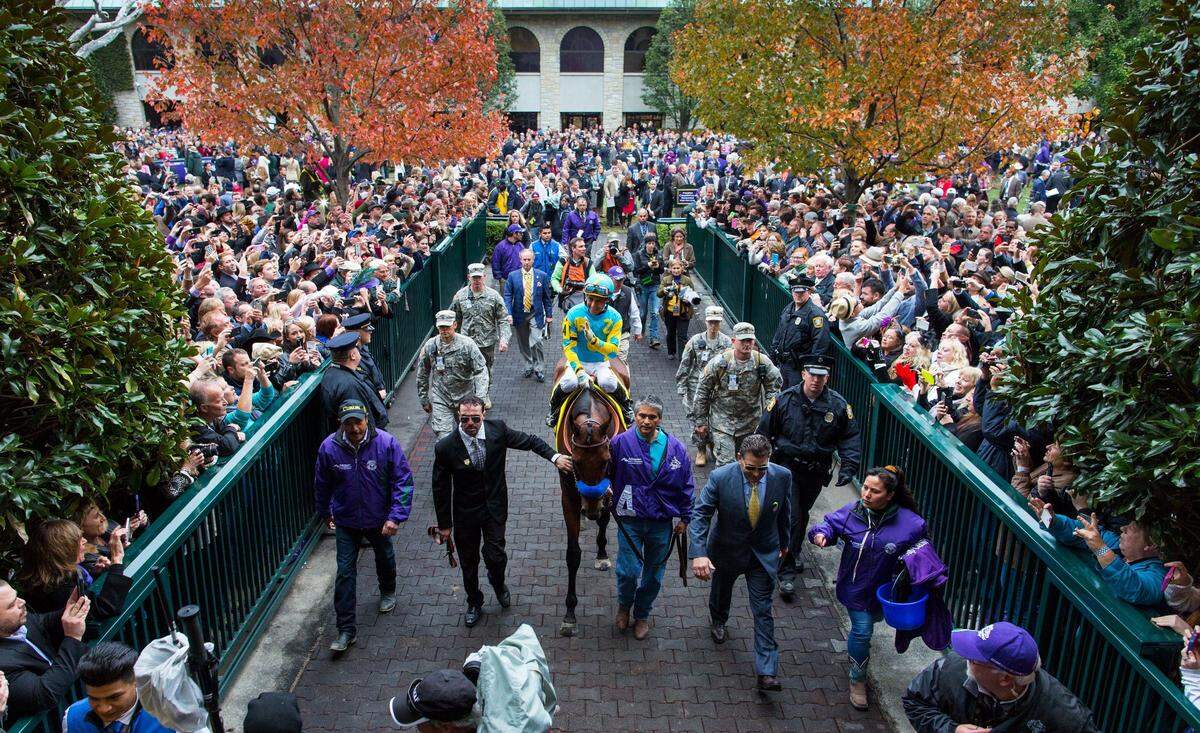 American Pharoah with Victor Espinoza up are led through the paddock to the track before the Breeders’ Cup Classic, Saturday, Oct. 31, 2015 at Keeneland Racecourse in Lexington.