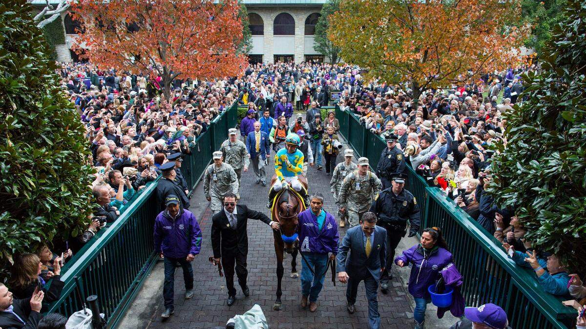 We last saw American Pharoah at 2015 Breeders’ Cup. How’s he doing in his new career?