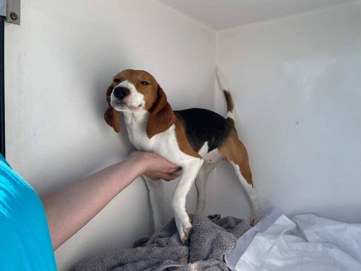 Lexington Humane Society Special Events Manager Katy Stoess said this beagle seemed to enjoy being petted for what seemed like the first time after surviving rough conditions at the Virginia breeding facility.