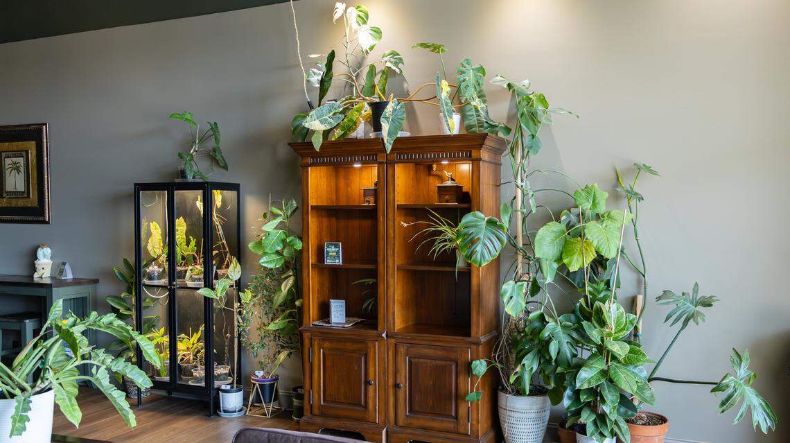 Common house plants snake up walls, creating an indoor oasis on a rustic hutch, welcoming patrons in the main entryway at Brewtanicals Coffee House & Plant Lounge on March 25, 2026, in Richmond, Ky.